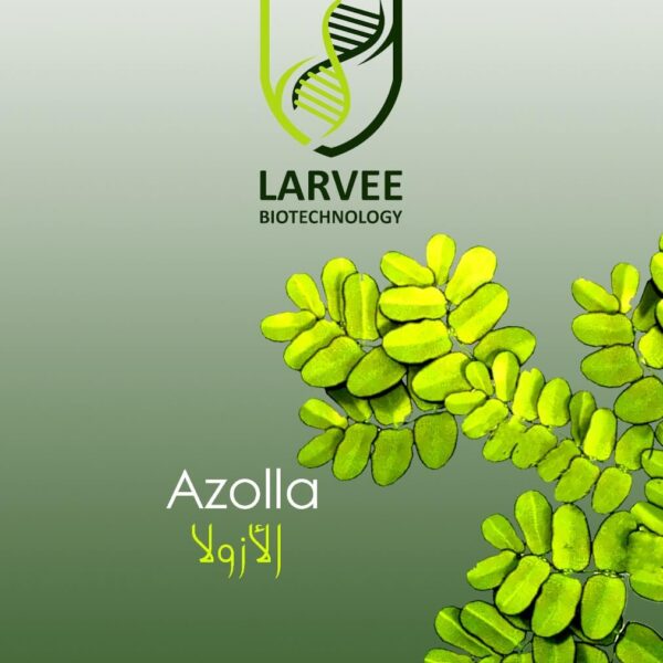 Azolla